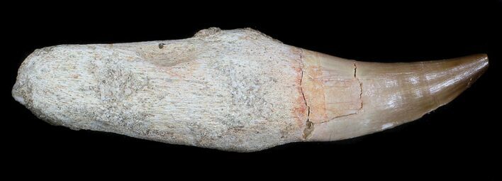 Rooted Mosasaur (Eremiasaurus) Tooth #35753